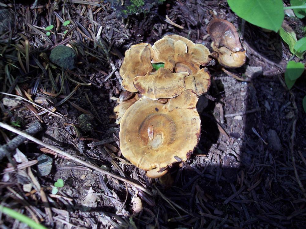 Finalmente funghi in valle (aosta)